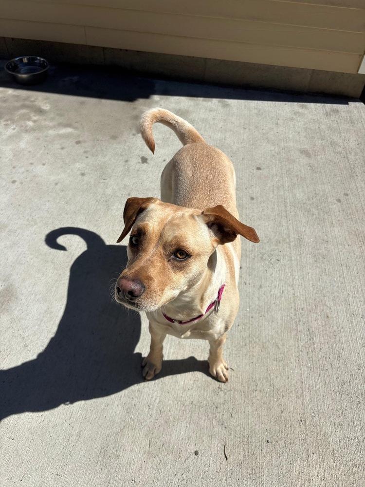 Enlarge Reba (AVAILABLE 4/7), a Adoptable mixed breed in Leverett, MA image 5/6