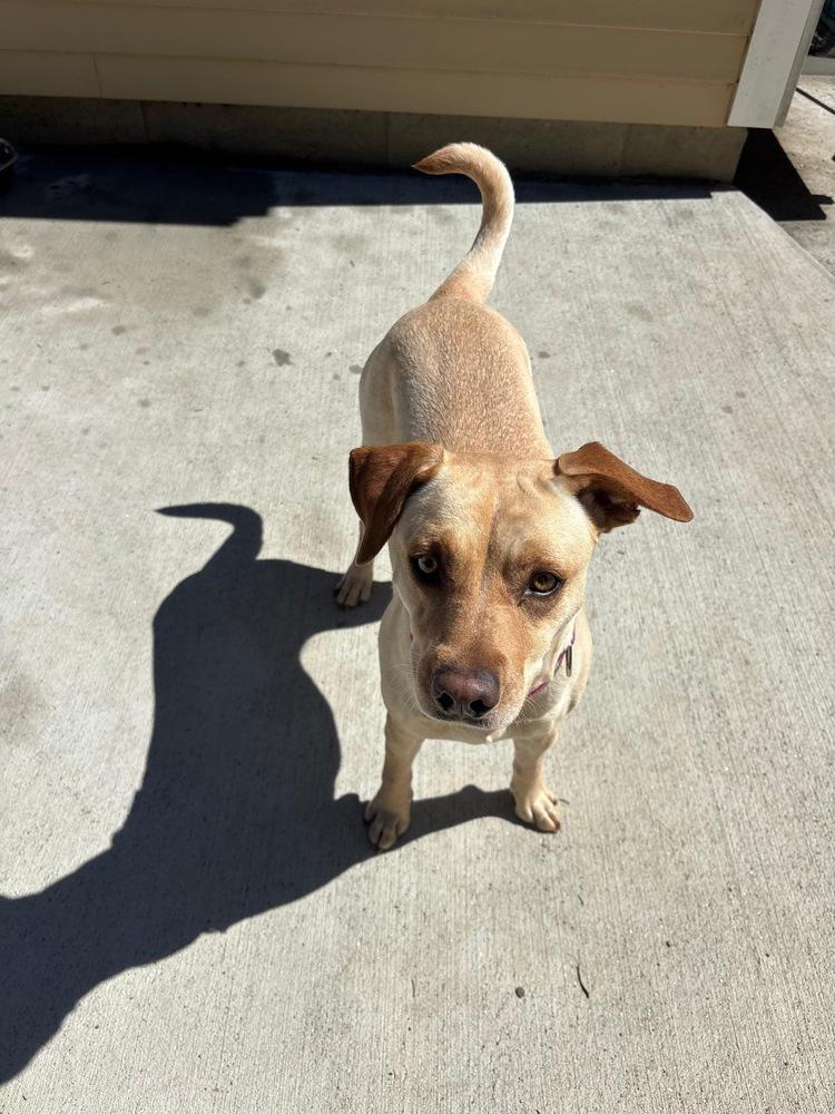 Enlarge Reba (AVAILABLE 4/7), a Adoptable mixed breed in Leverett, MA image 6/6