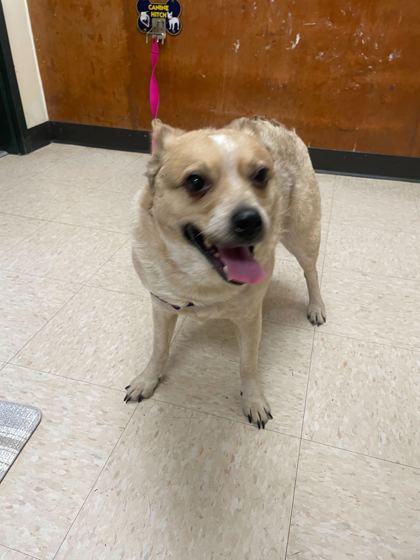 Hopper, Adoptable, Adult Female Australian Cattle Dog / Blue Heeler & Mixed Breed.