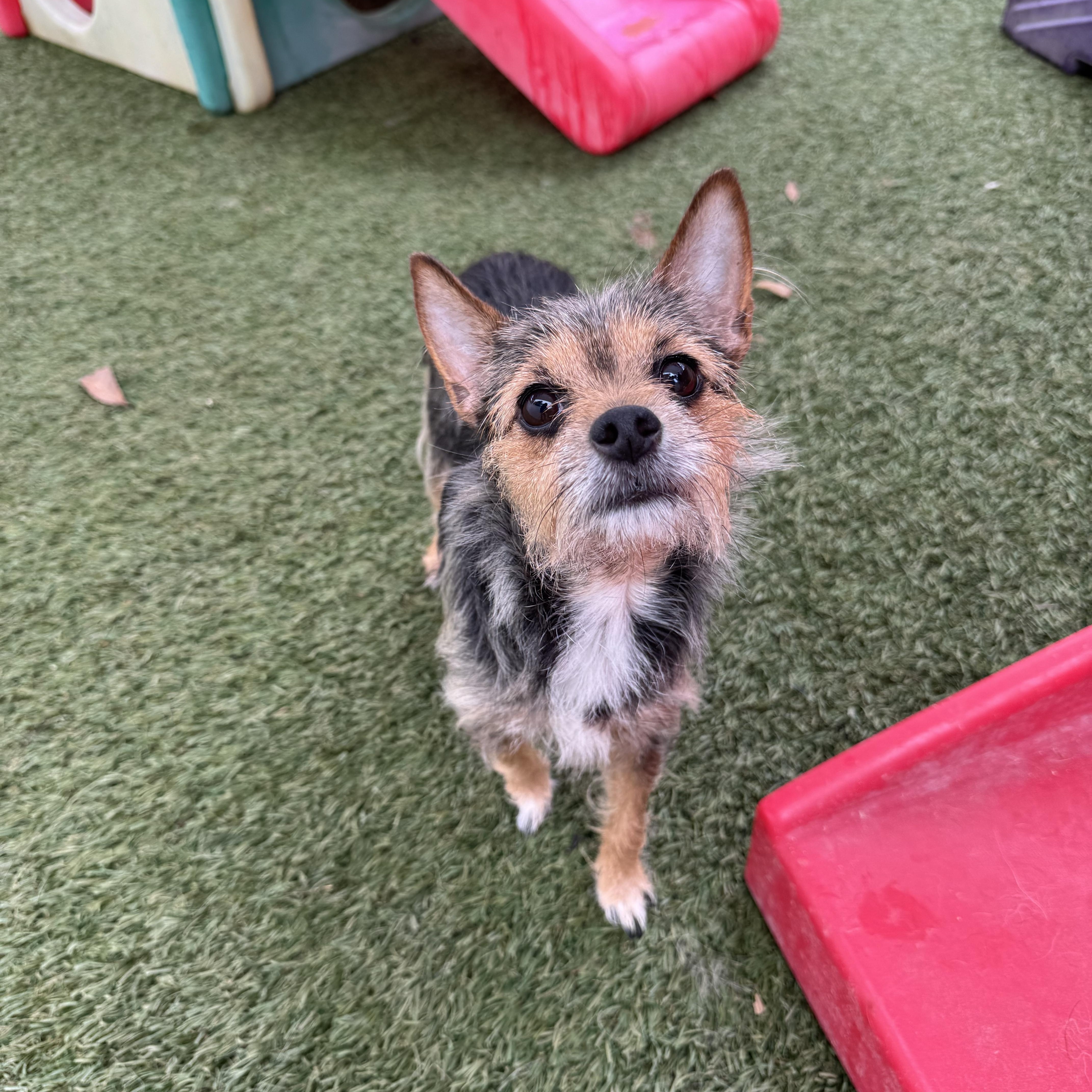 Enlarge Bella, an adopted mixed breed in Baton Rouge, LA image 3/4