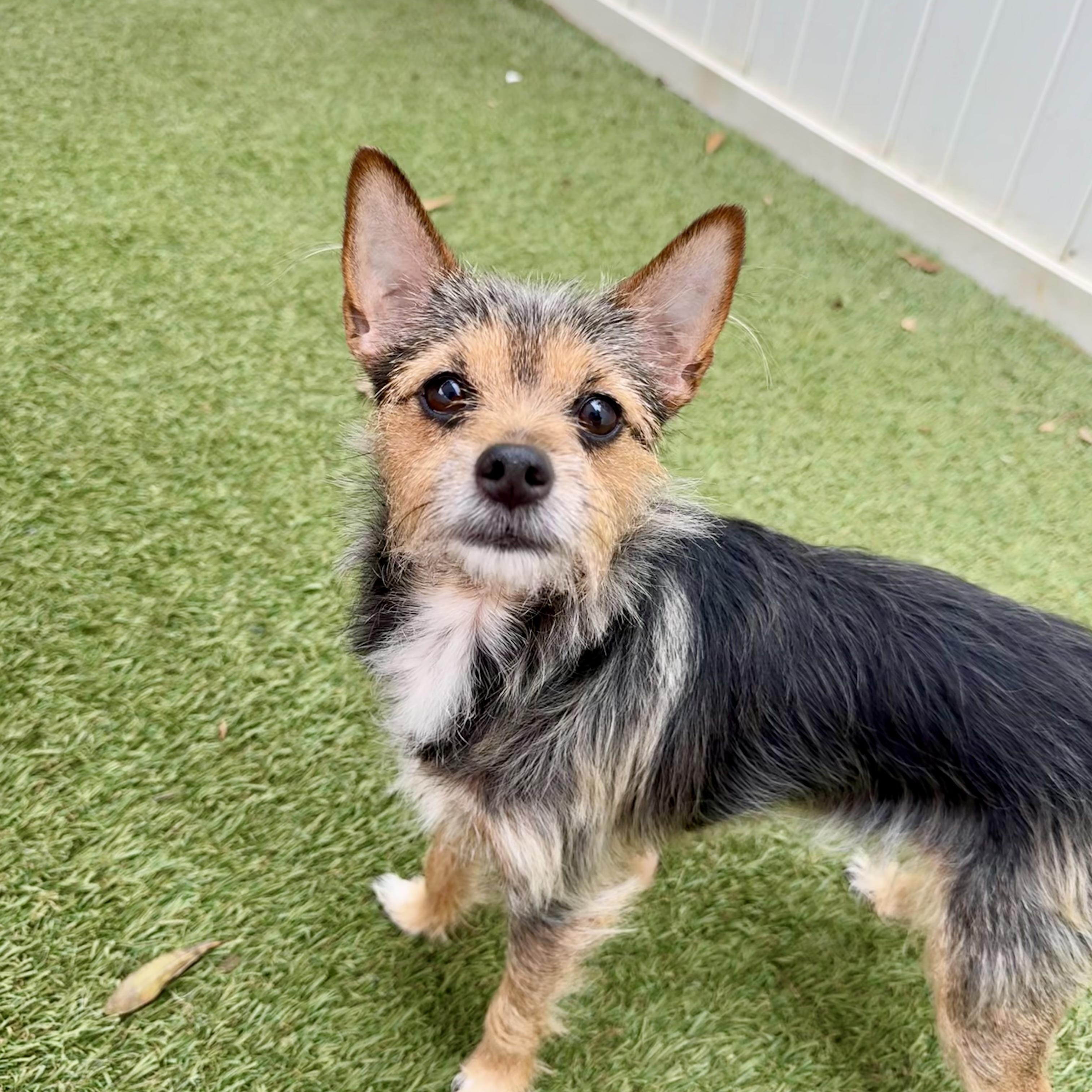 Enlarge Bella, an adopted mixed breed in Baton Rouge, LA image 4/4