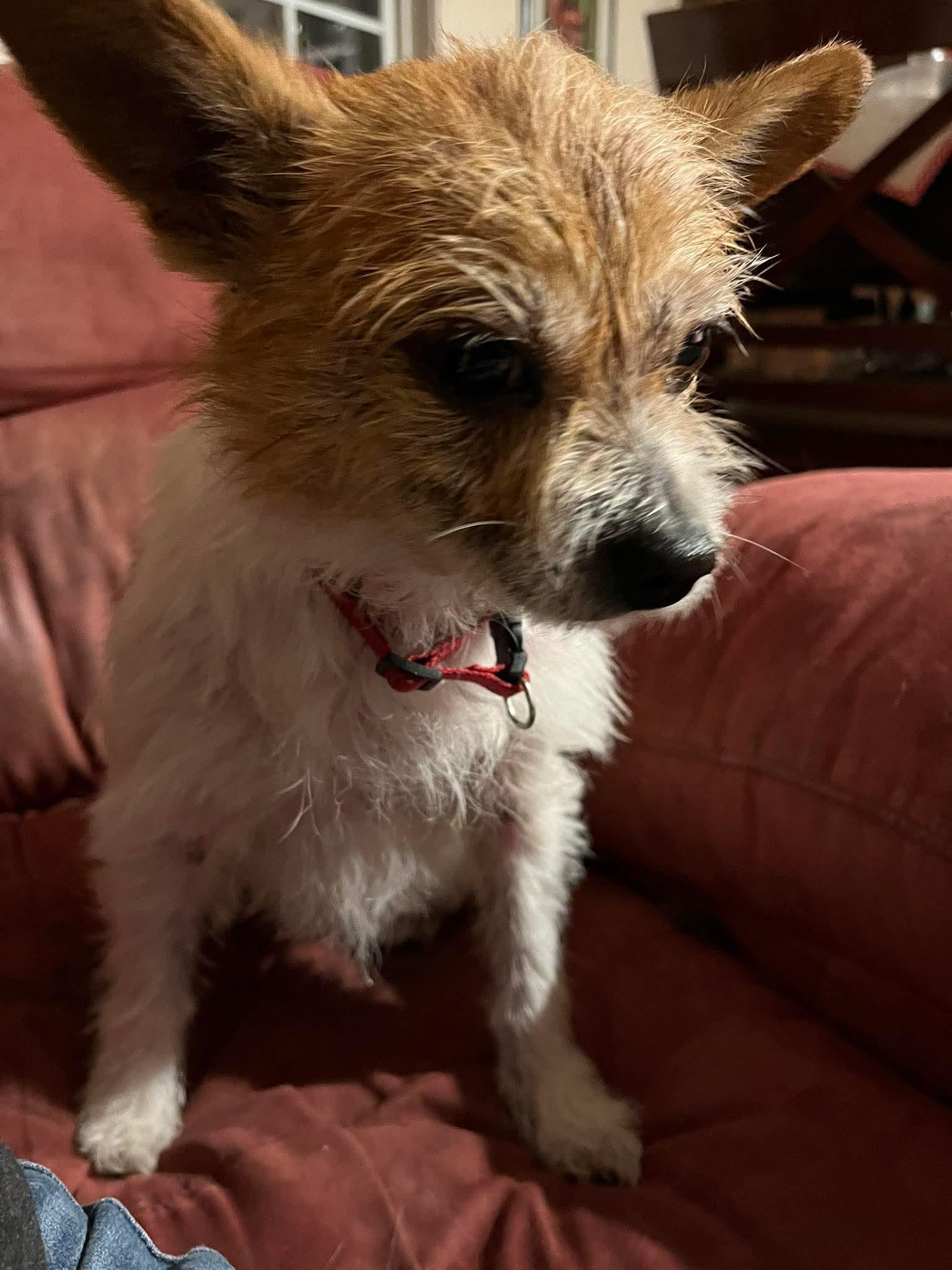 Enlarge Cammie, a Adoptable mixed breed in Eatontown, NJ image 2/3