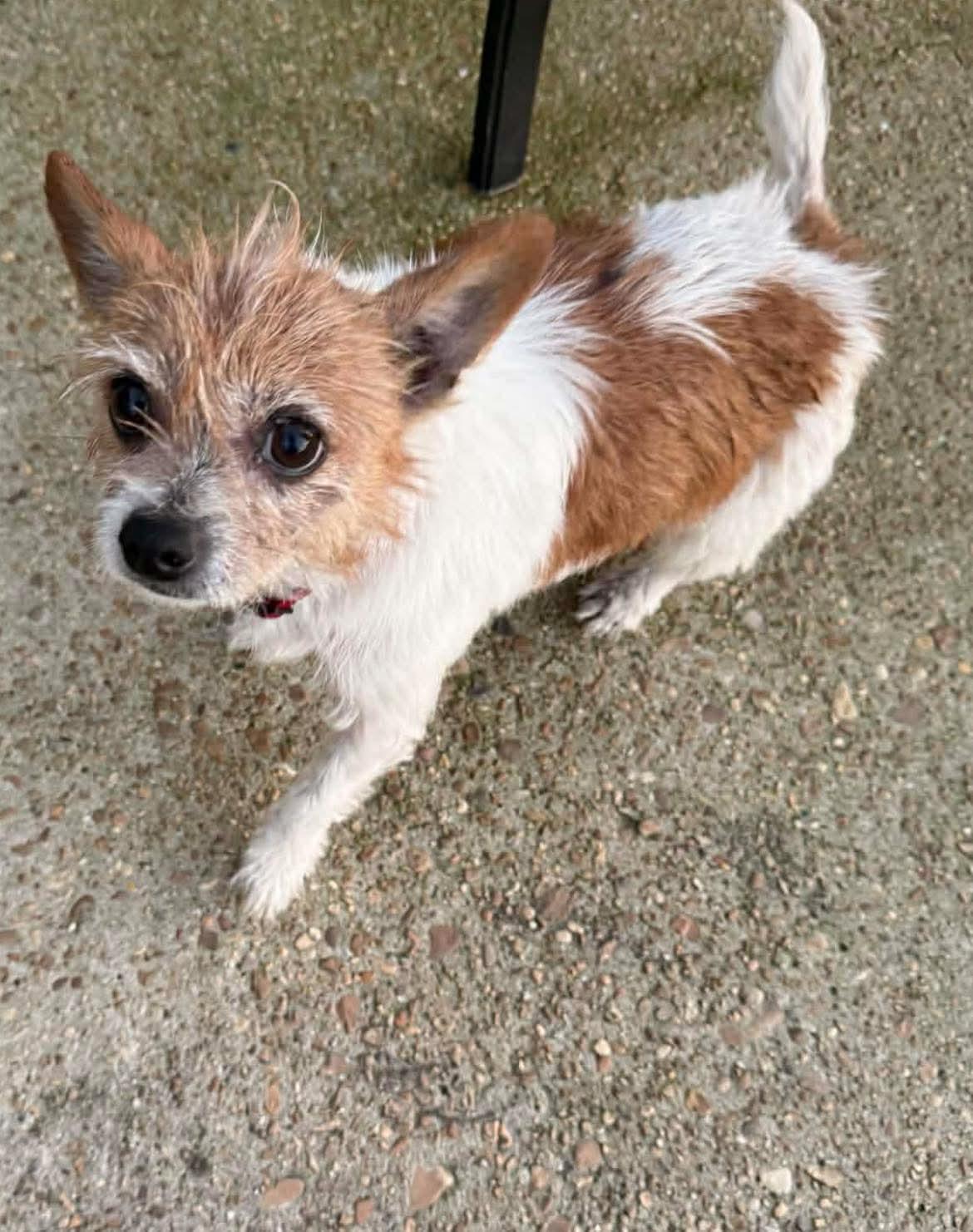 Enlarge Cammie, a Adoptable mixed breed in Eatontown, NJ image 3/3