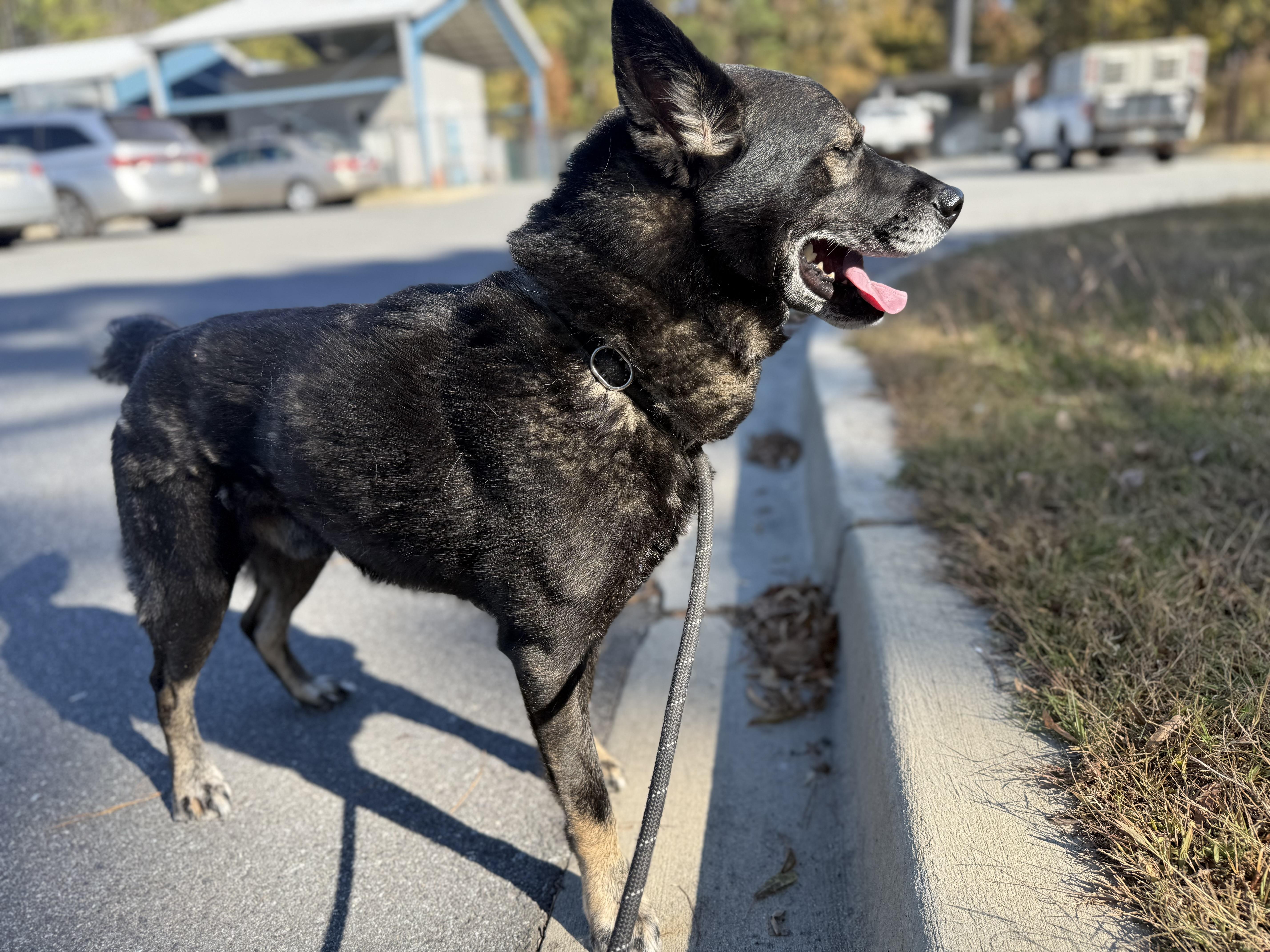 Dabo, Adoptable, Senior Male Shepherd.
