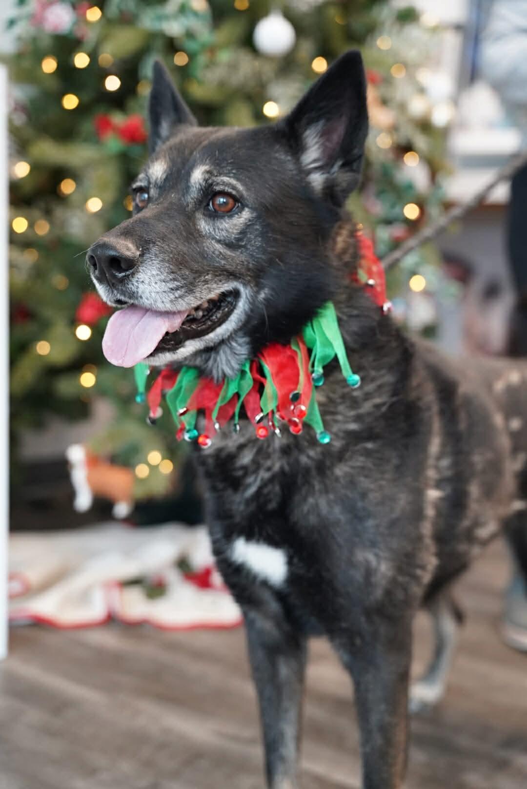 Enlarge Dabo, an adoptable mixed breed in Lancaster, SC image 3/6