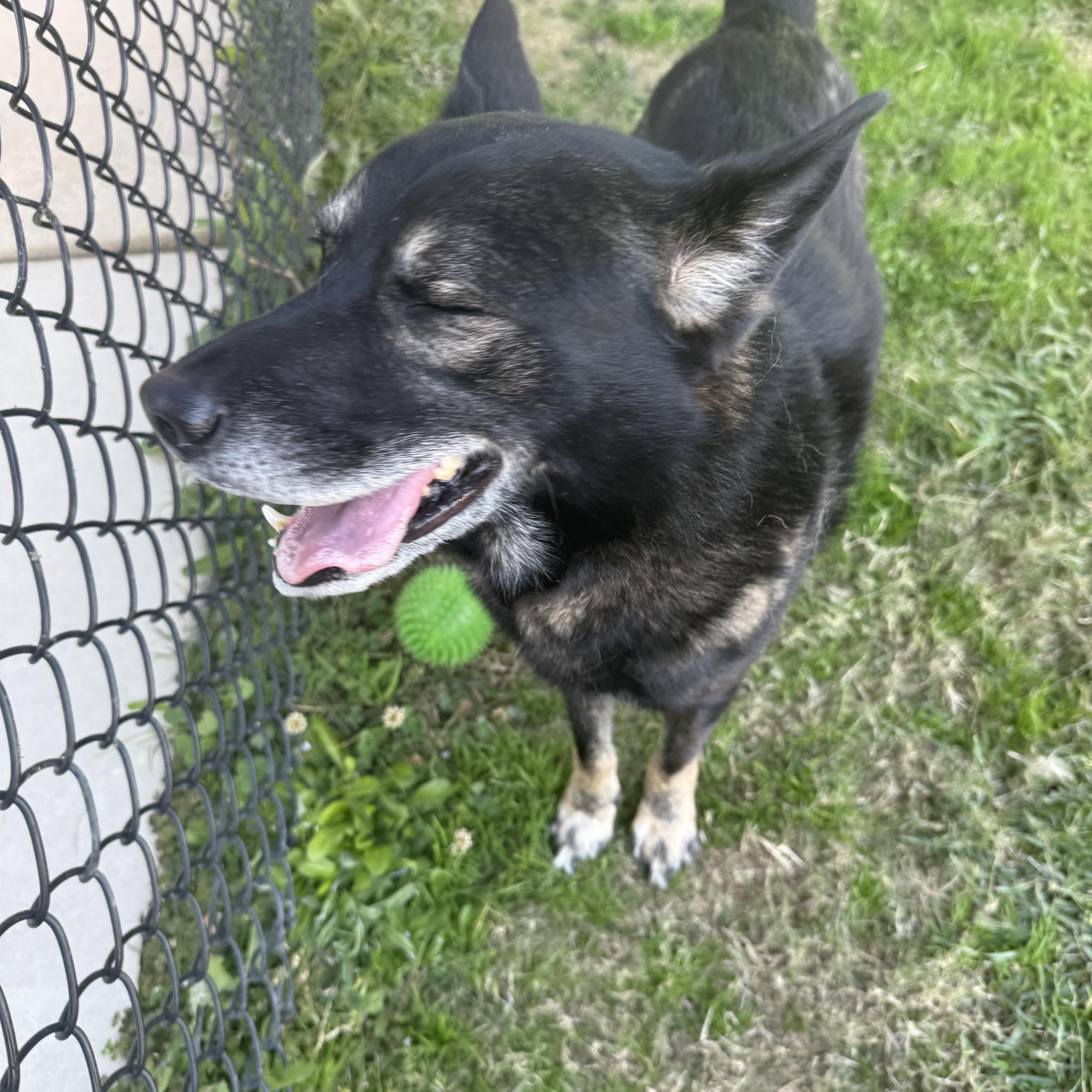 Dabo, a Adoptable mixed breed in Lancaster, SC image 3/5