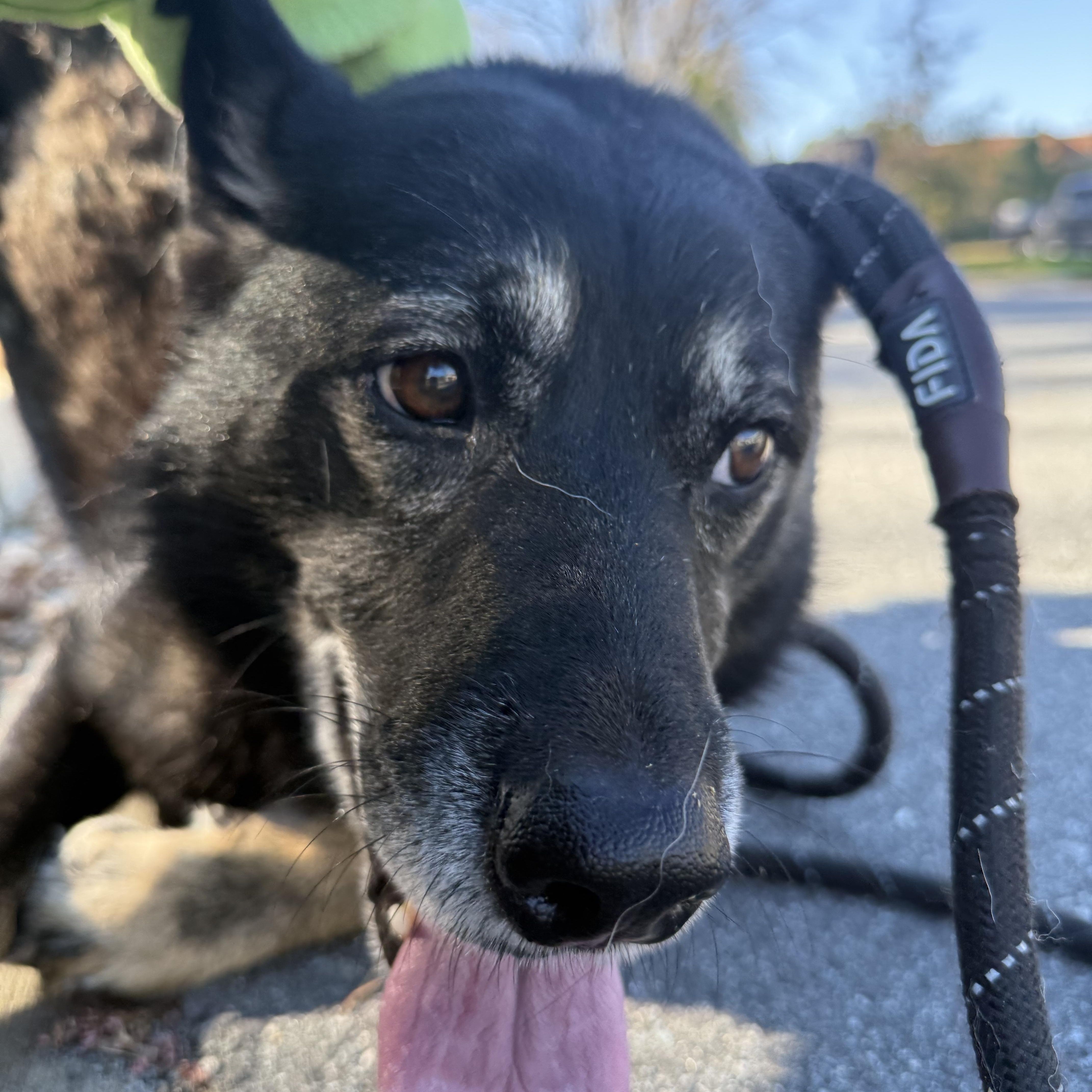 Dabo, a Adoptable mixed breed in Lancaster, SC image 4/5