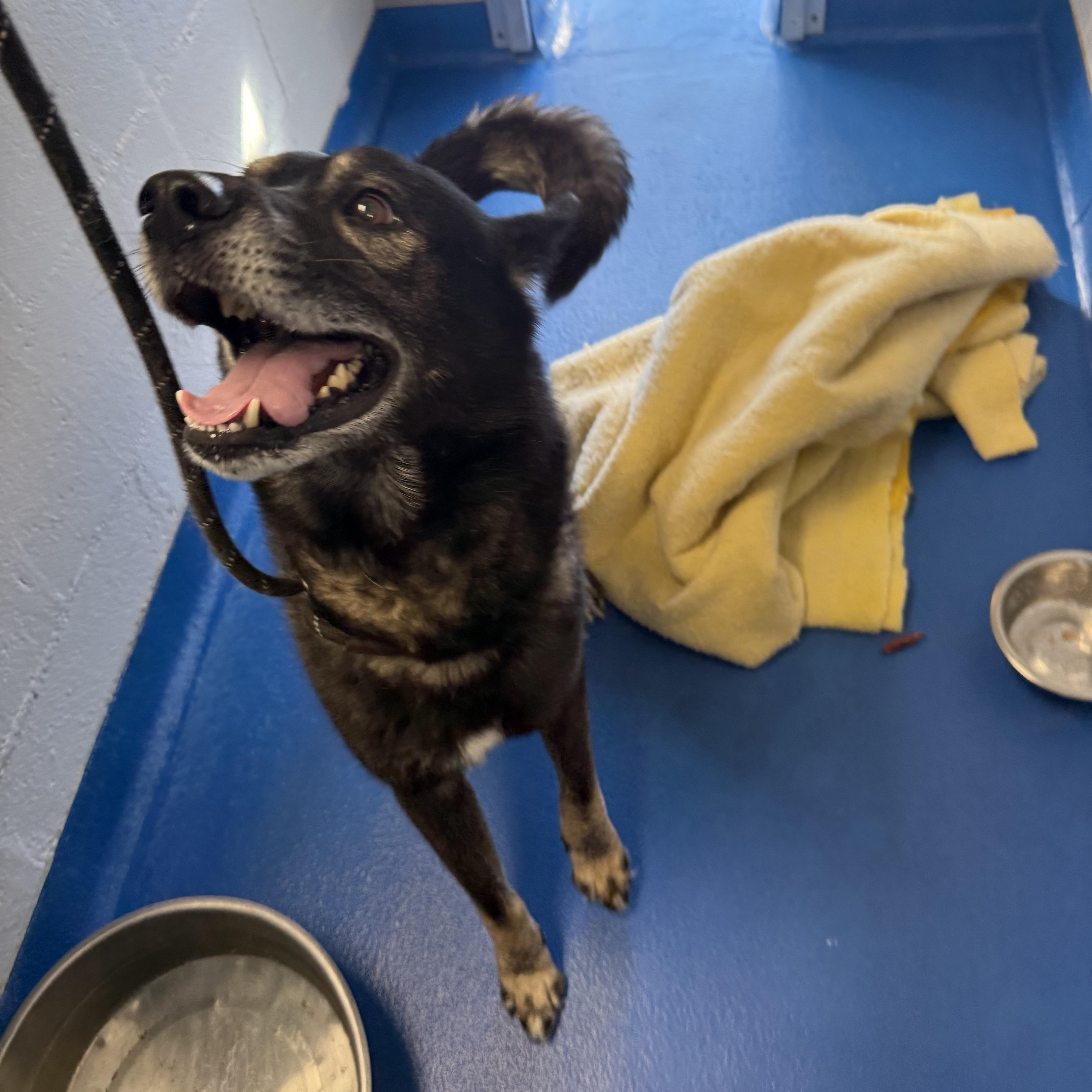 Dabo, a Adoptable mixed breed in Lancaster, SC image 5/5