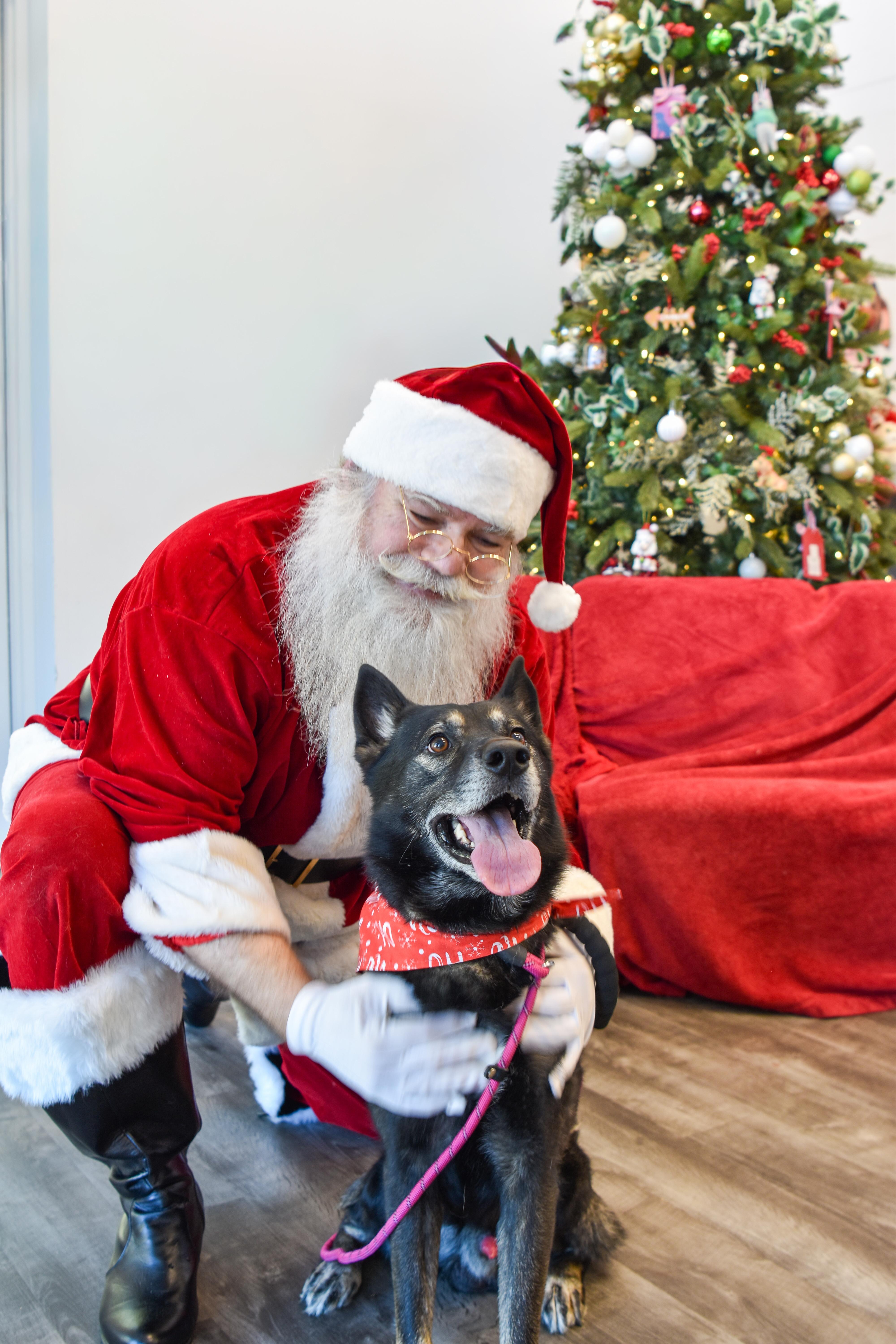 Enlarge Dabo, a Adoptable mixed breed in Lancaster, SC image 1/5