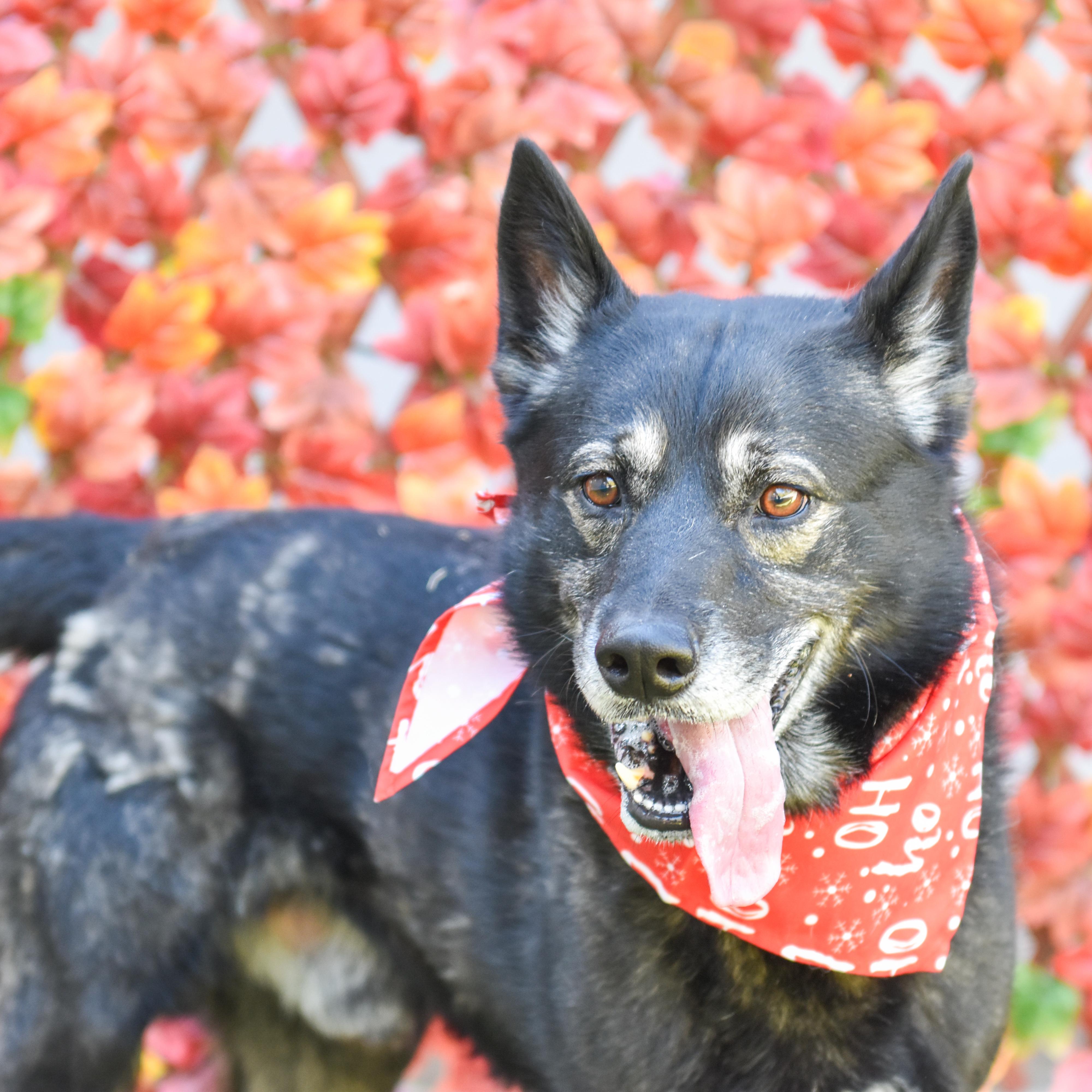 Dabo, a Adoptable mixed breed in Lancaster, SC image 1/5