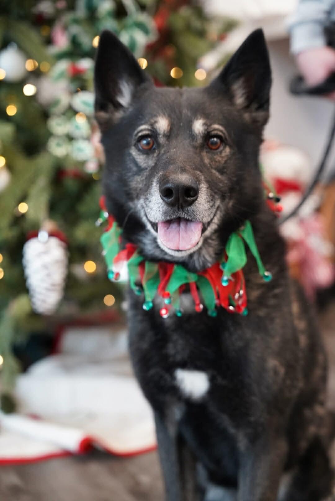 Dabo, adoptable, Senior Male Shepherd.