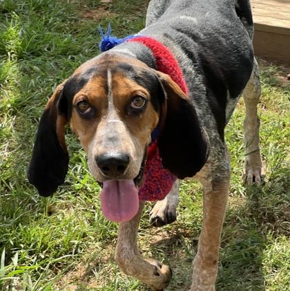 Enlarge Cornelius $25, a Adoptable mixed breed in Seneca, SC image 1/3
