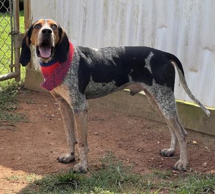 Enlarge Cornelius $25, a Adoptable mixed breed in Seneca, SC image 2/3