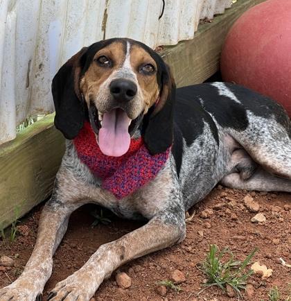 Enlarge Cornelius $25, a Adoptable mixed breed in Seneca, SC image 3/3