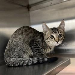 Cairo, Adoptable, Kitten Male Domestic Short Hair & Domestic Short Hair.
