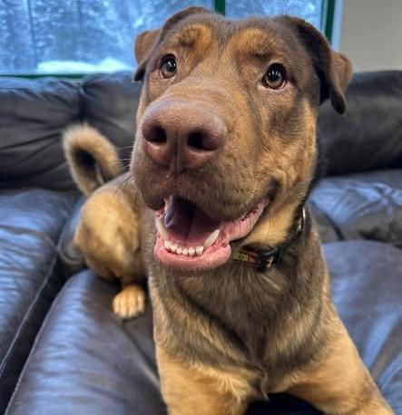 SIMBA, Adoptable, Young Male German Shepherd Dog & Mixed Breed.