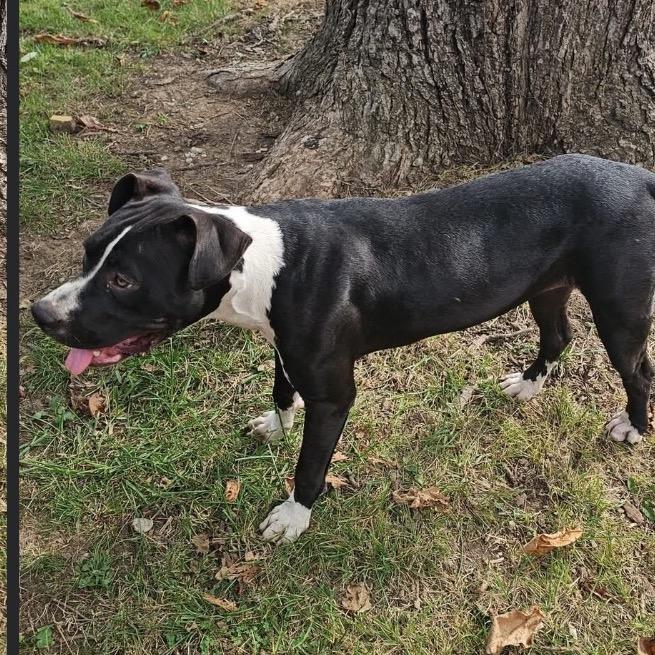 Lilly, Adoptable, Young Female Mixed Breed.