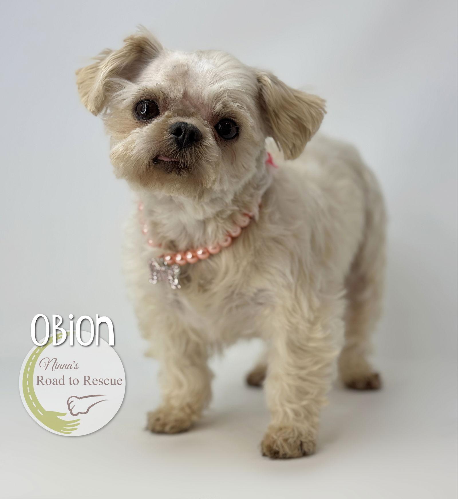 Obion, a Adopted Shih Tzu in Benton, LA image 2/2