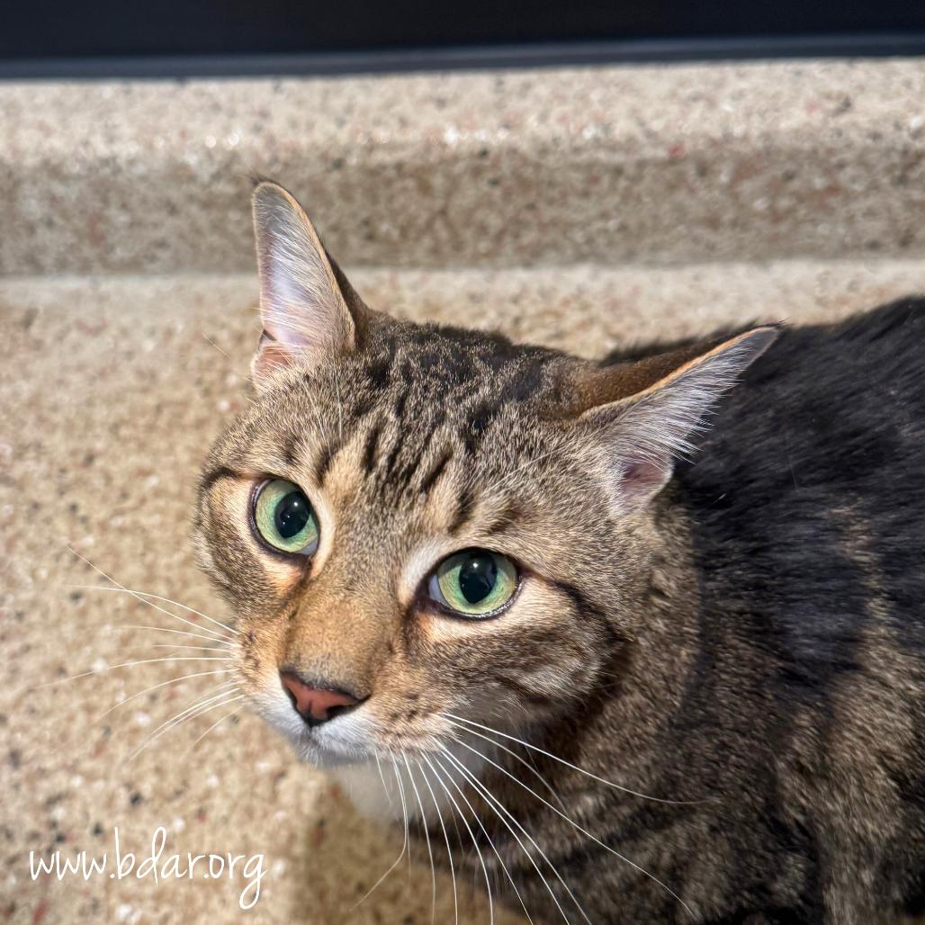 Yasen, Adoptable, Adult Male Domestic Short Hair.