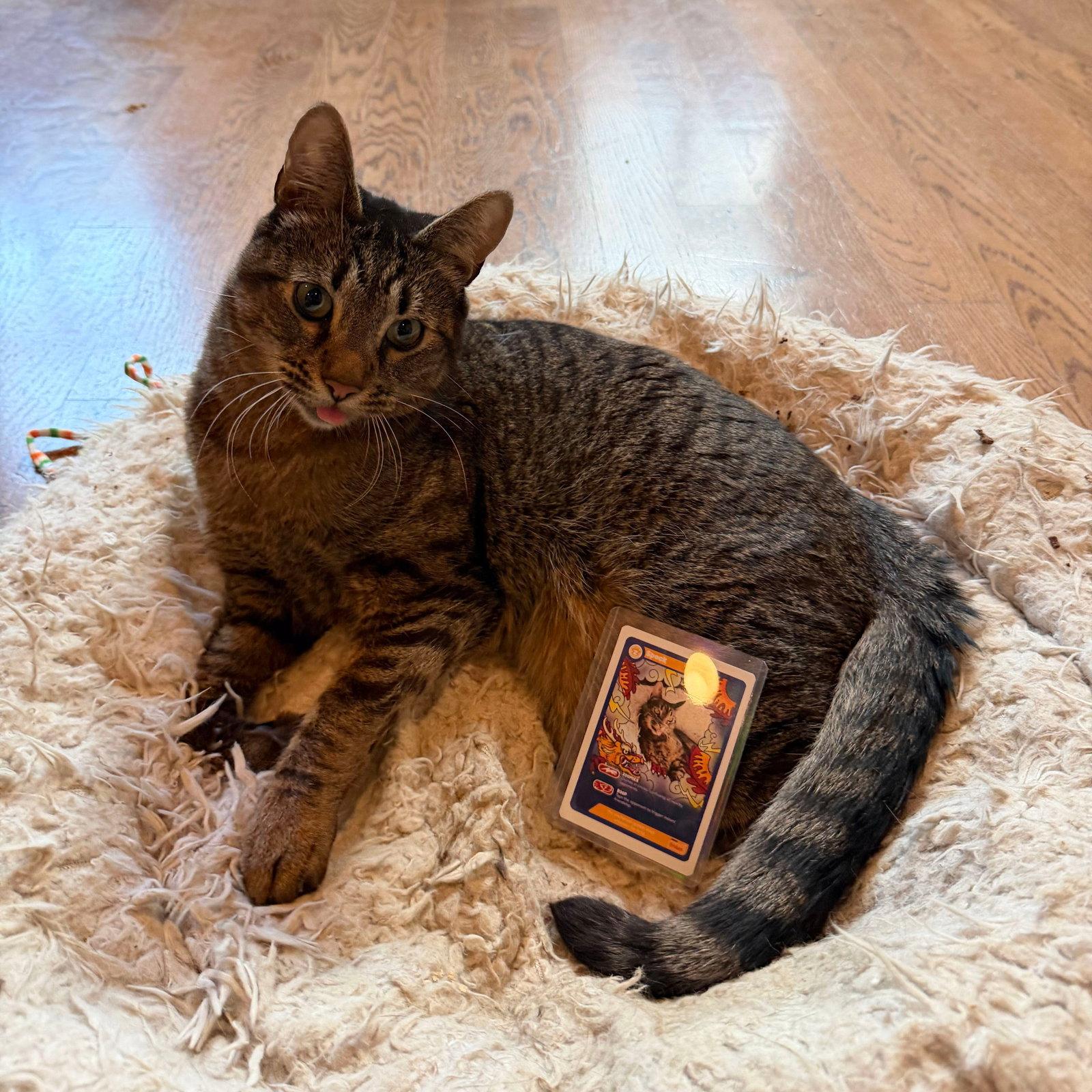 Enlarge Spock, a Adoptable Domestic Short Hair in Brooklyn, NY image 2/3