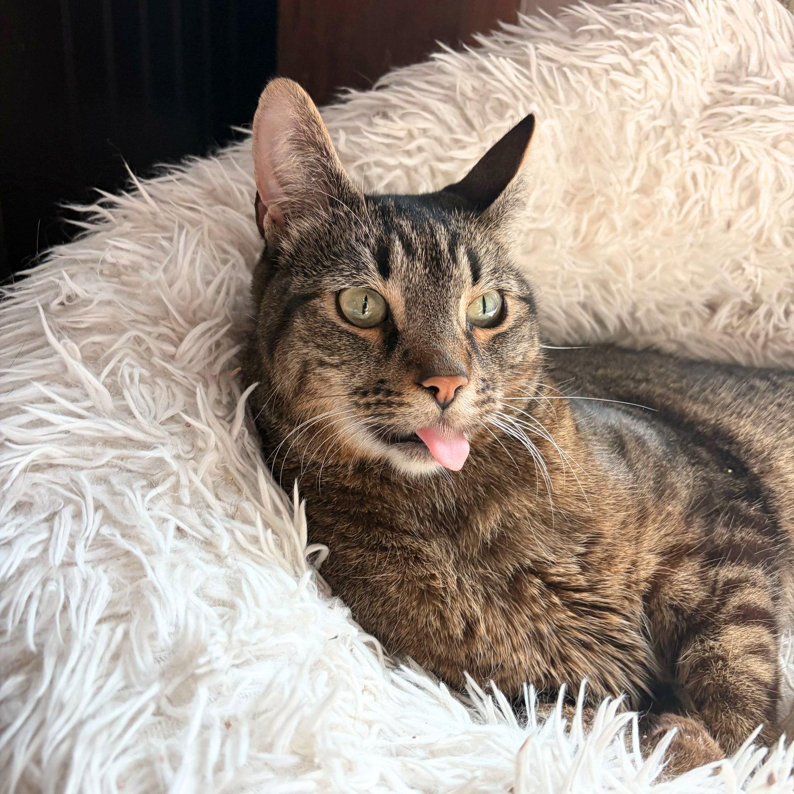 Enlarge Spock, a Adoptable Domestic Short Hair in Brooklyn, NY image 3/3