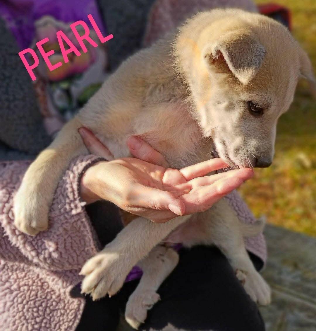 Enlarge Pearl , an adopted mixed breed in Cosby, TN image 1/1