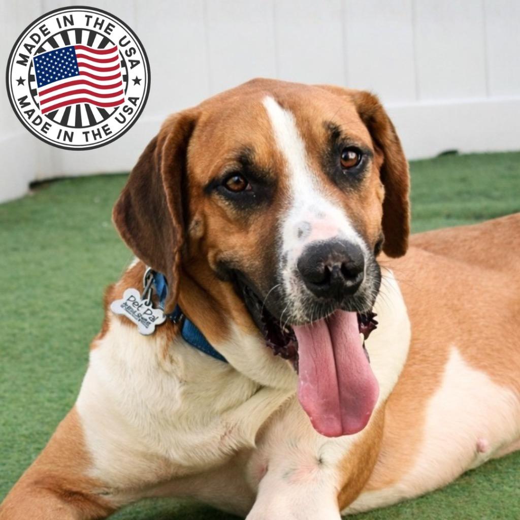 Davey, Adopted, Young Male Mixed Breed.