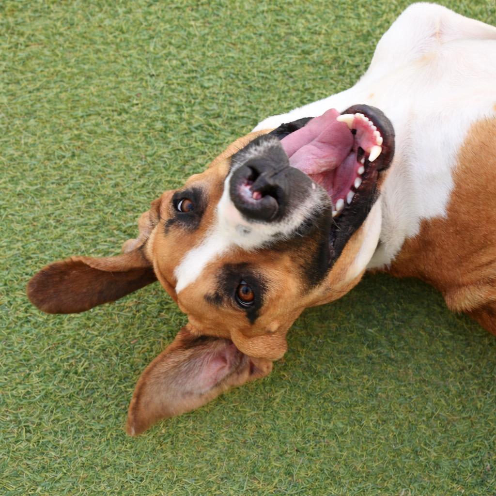 Enlarge Davey, a Adopted mixed breed in Saint Petersburg, FL image 2/4