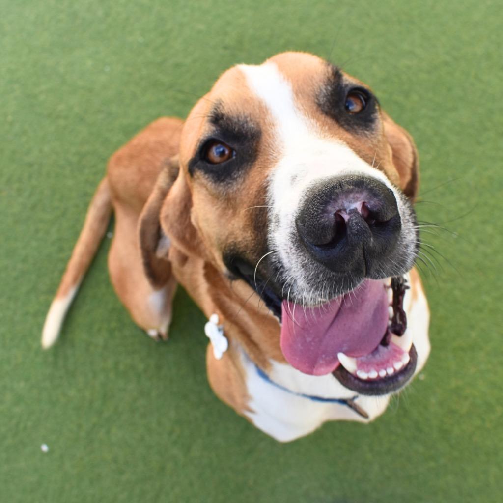 Enlarge Davey, a Adopted mixed breed in Saint Petersburg, FL image 3/4