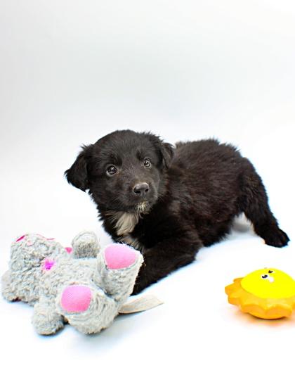 Neptune, Adoptable, Puppy Male Flat-Coated Retriever & Mixed Breed.