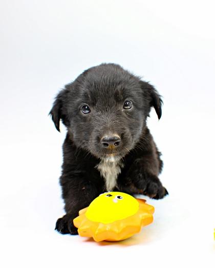 Enlarge Neptune, a Adoptable mixed breed in Morton Grove, IL image 2/2