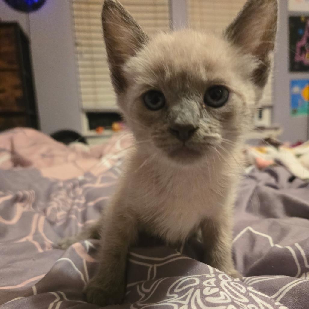 Dipper, Adoptable, Kitten Male Siamese.