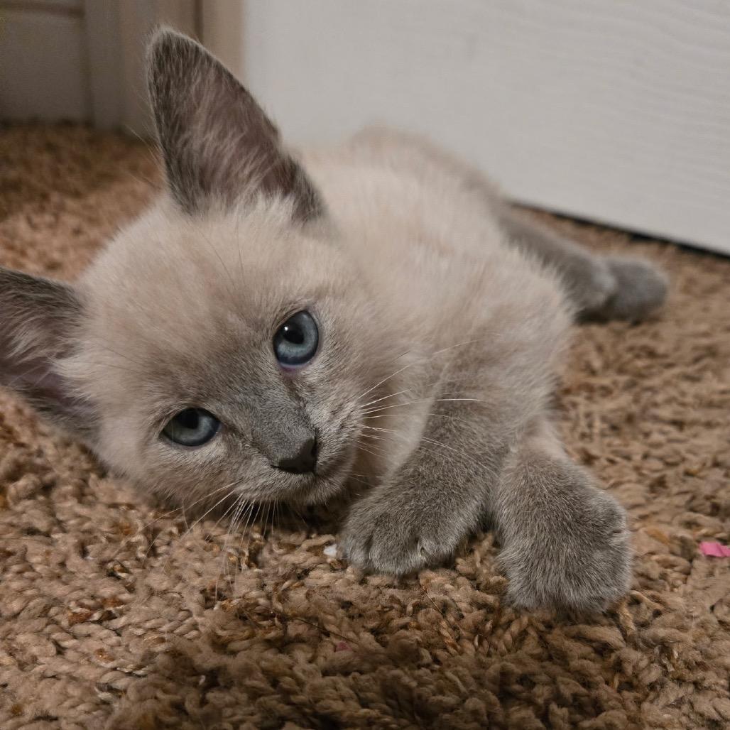 Enlarge Dipper, a Adoptable Siamese in Calimesa, CA image 2/3