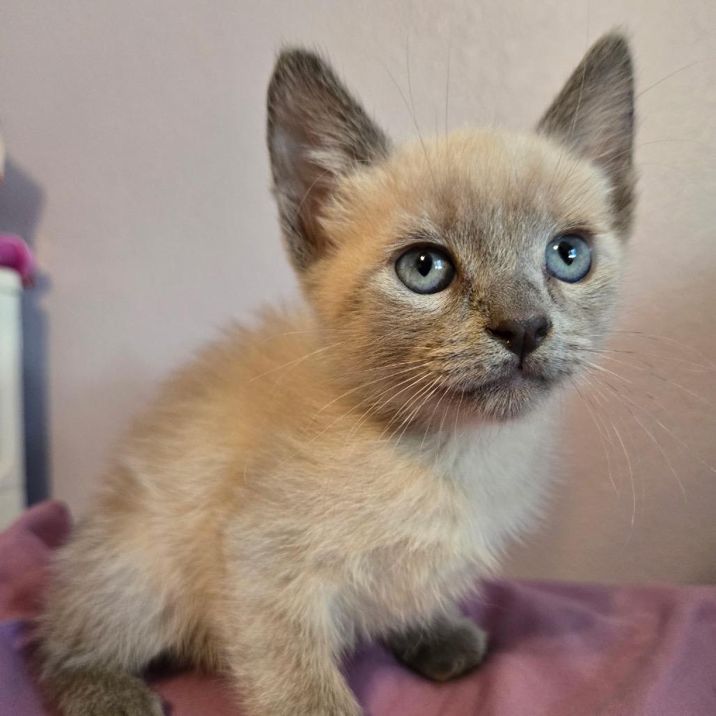 Enlarge Dipper, a Adoptable Siamese in Calimesa, CA image 3/3