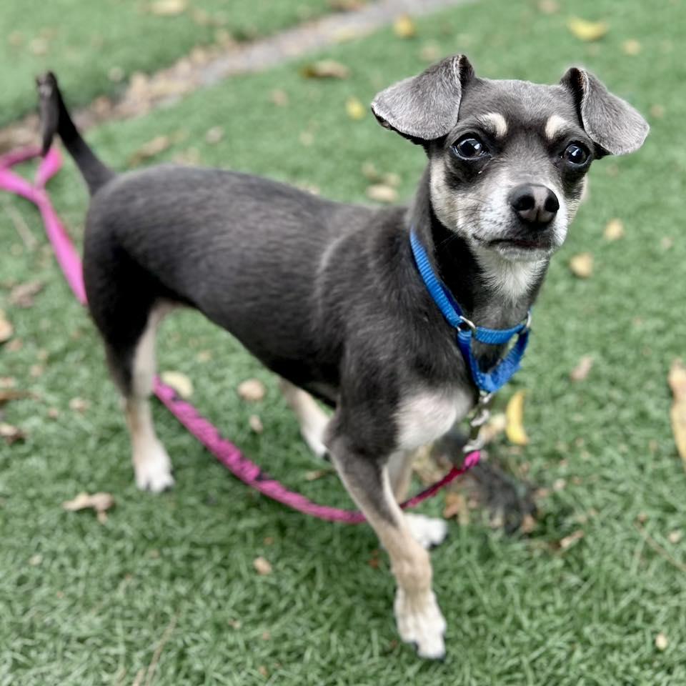 Coco, Adoptable, Adult Female Chihuahua & Miniature Pinscher.