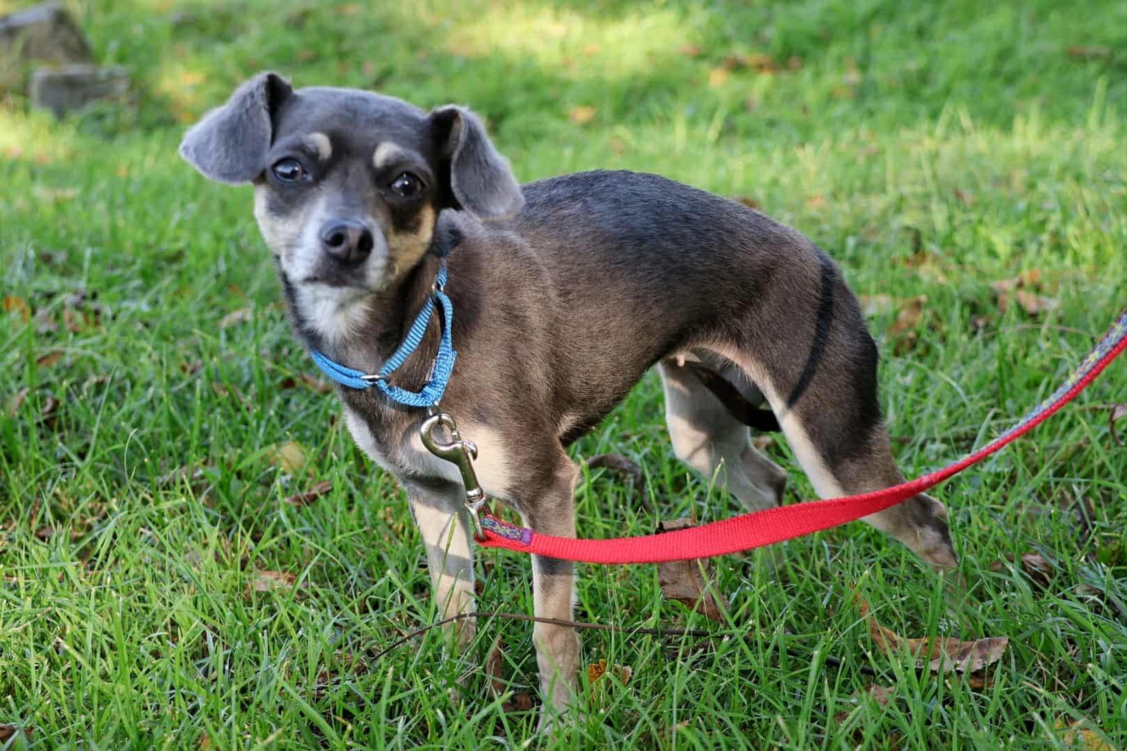 Coco, a Adoptable mixed breed in Whitehall, PA image 3/3