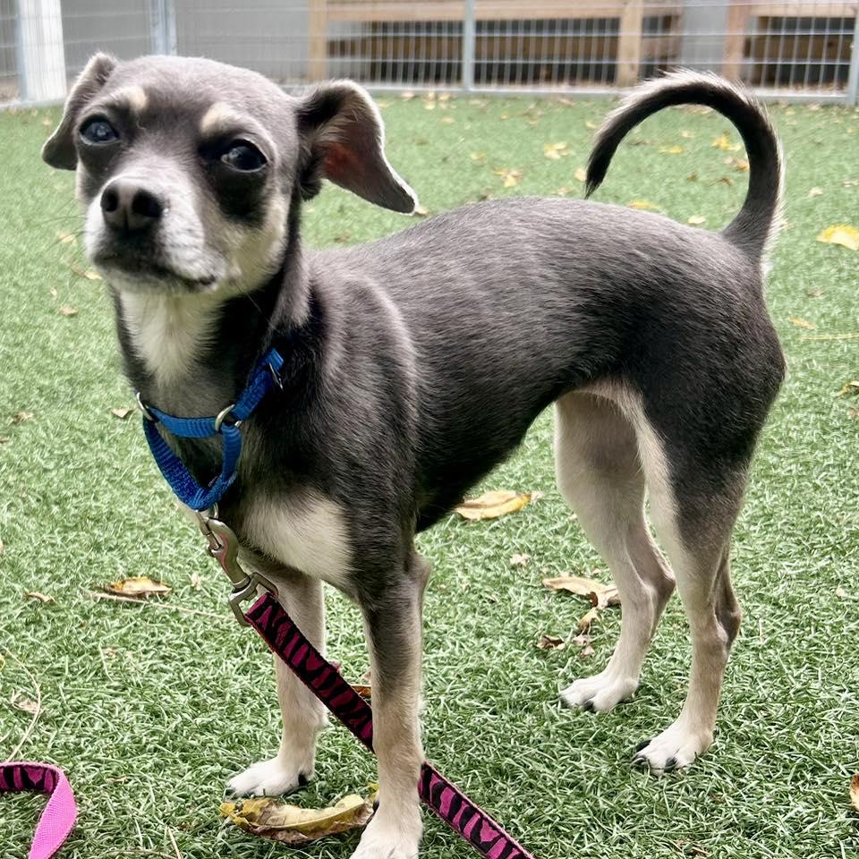 Coco, a Adoptable mixed breed in Whitehall, PA image 2/3