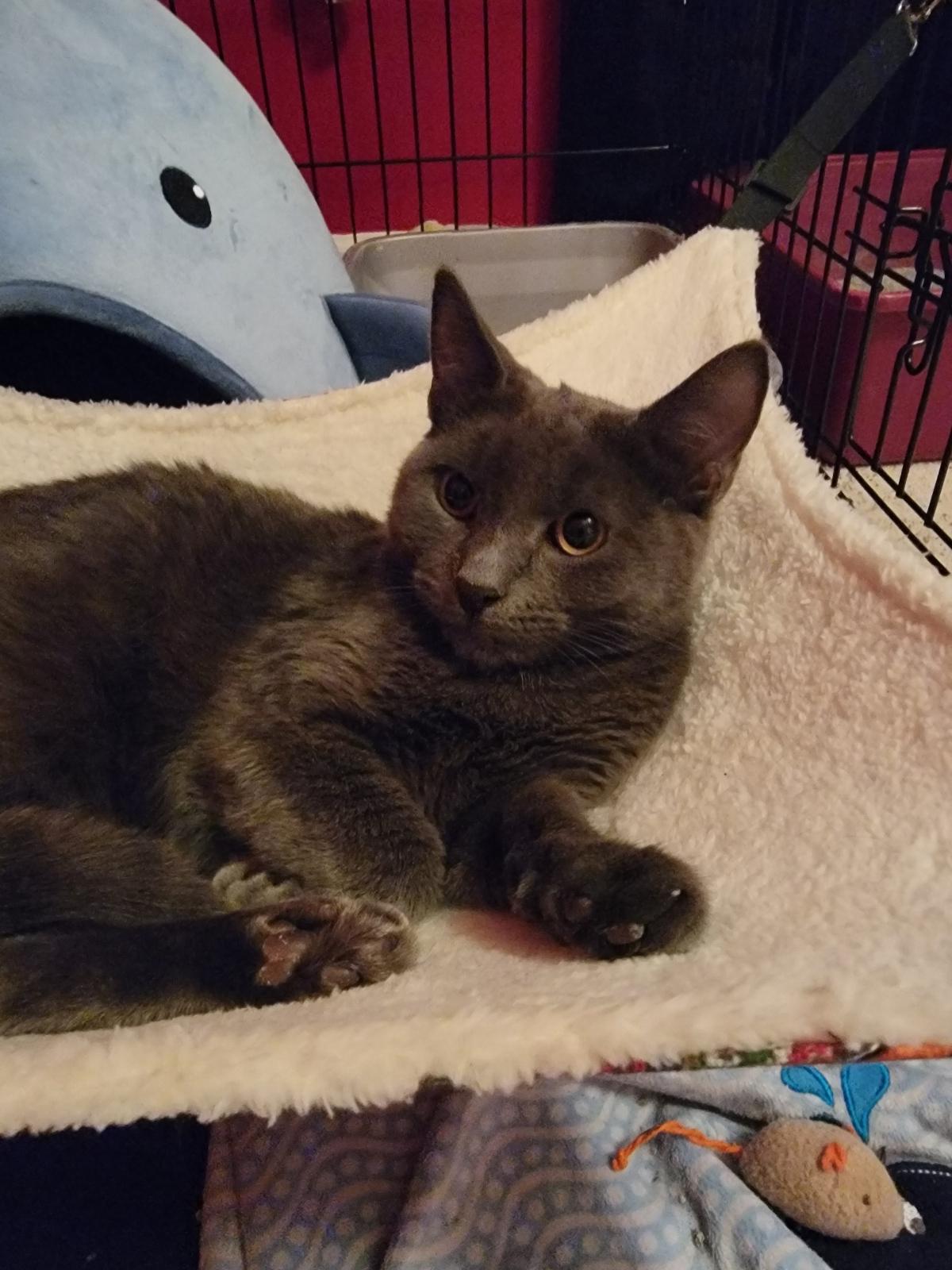 Cash, Adoptable, Young Male Domestic Short Hair.