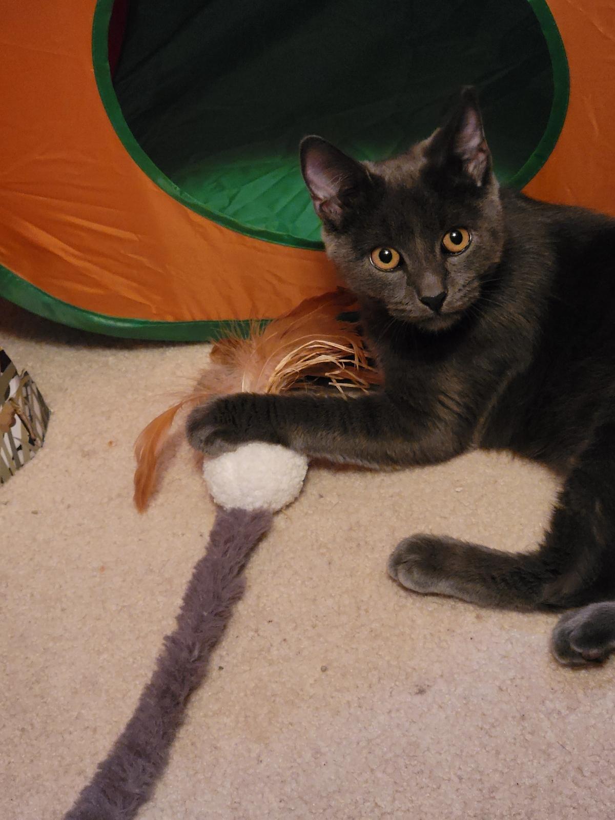 Enlarge Cash, a Adoptable Domestic Short Hair in Leesburg, VA image 5/5