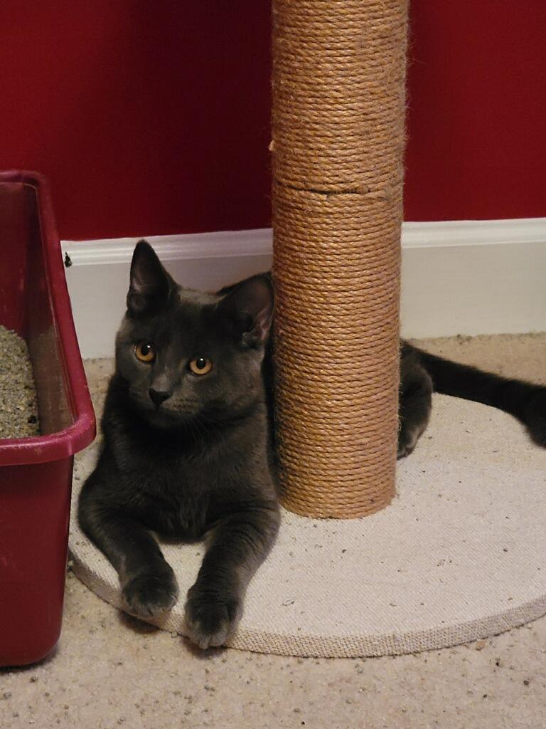 Cash, Adoptable, Young Male Domestic Short Hair.