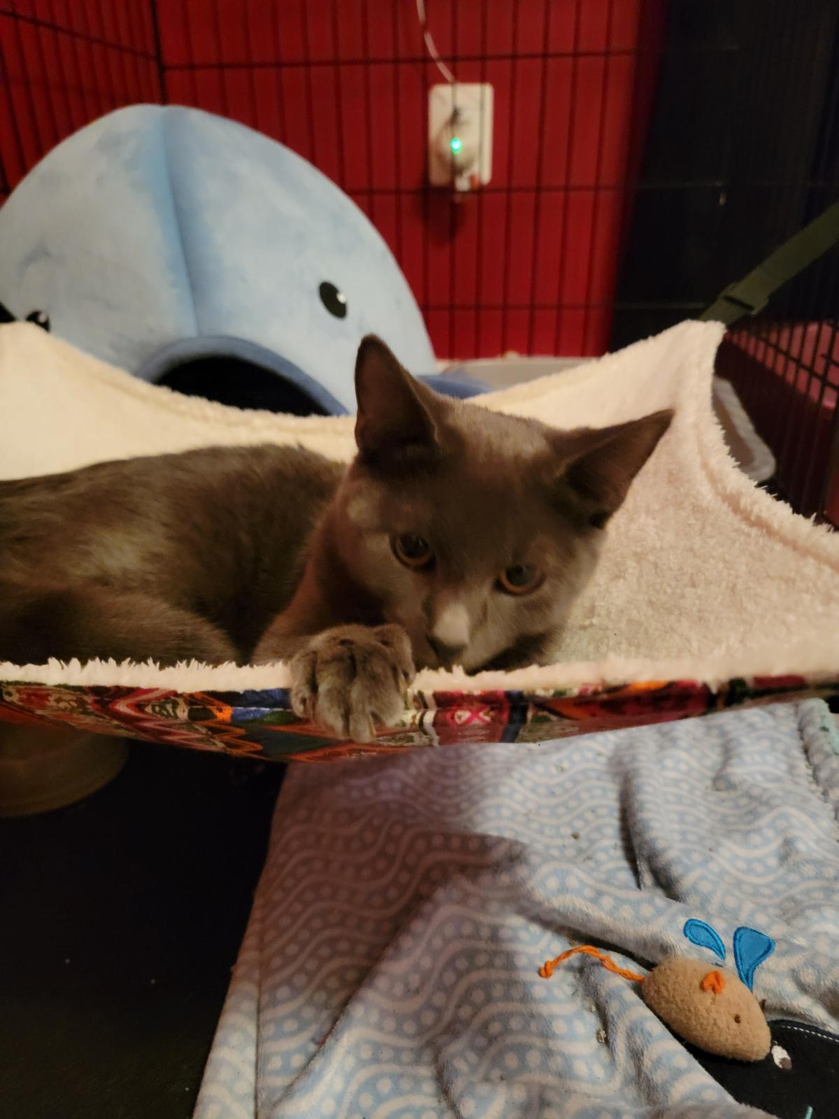 Enlarge Cash, a Adoptable Domestic Short Hair in Leesburg, VA image 4/5