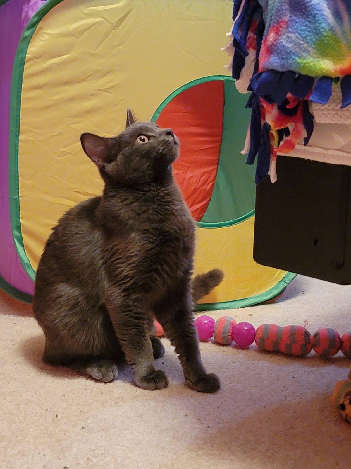 Enlarge Cash, a Adoptable Domestic Short Hair in Leesburg, VA image 2/5