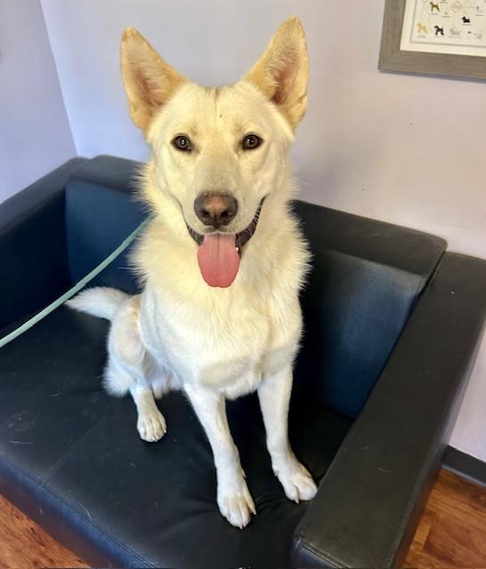 Enlarge Griffon, a Adoptable mixed breed in South Bend, IN image 4/5