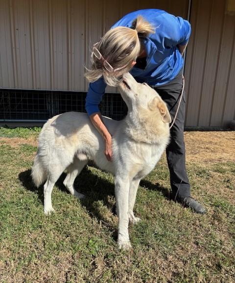 Enlarge Griffon, a Adoptable mixed breed in South Bend, IN image 2/5
