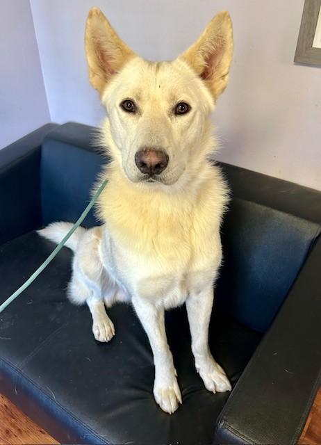 Enlarge Griffon, a Adoptable mixed breed in South Bend, IN image 5/5