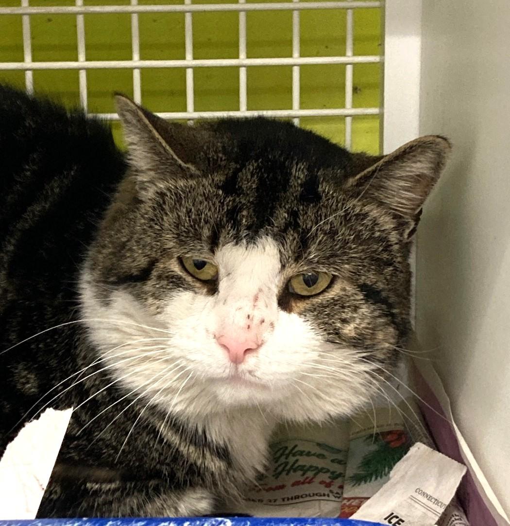 Angel, ADOPTABLE, Young Male Domestic Short Hair.