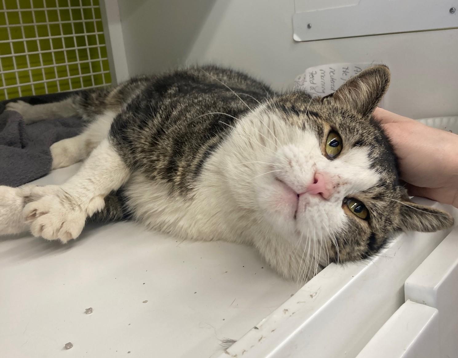 Angel, a ADOPTABLE mixed breed in Bridgeport, CT image 2/2