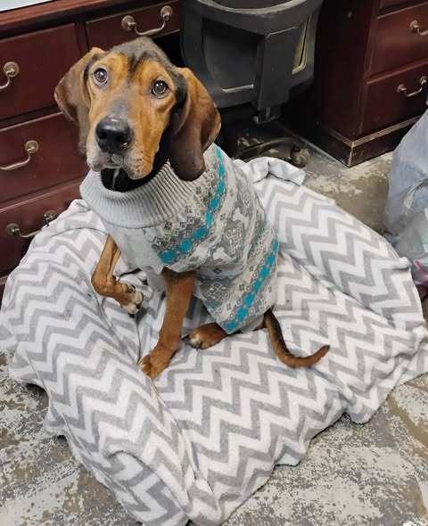 Bogart #327, Adoptable, Senior Male Plott Hound.