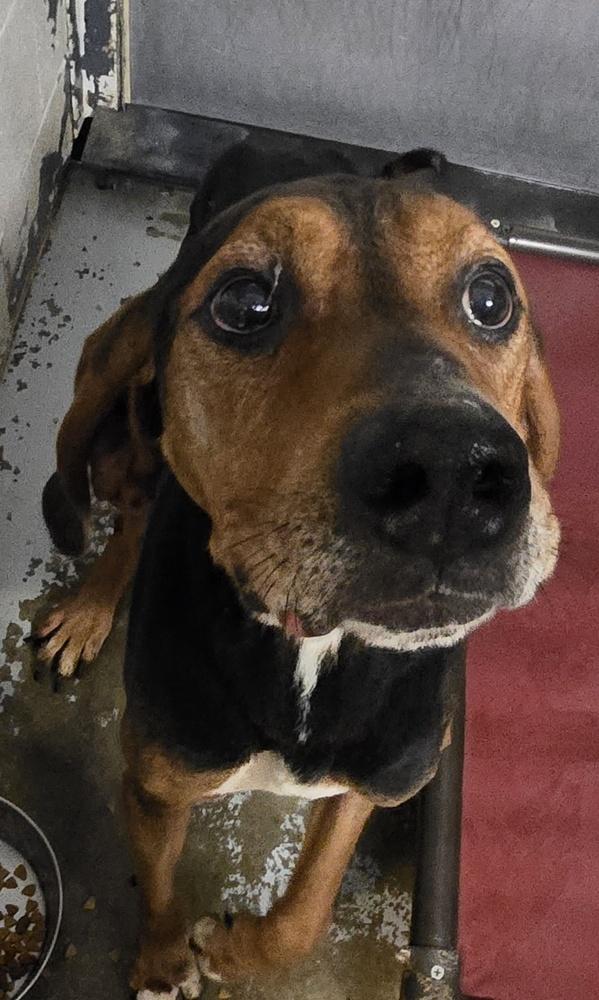Bogart #327, Adoptable, Senior Male Plott Hound.