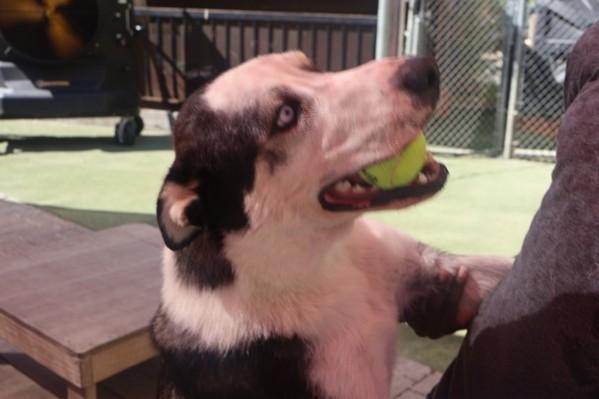 Enlarge Buddy H GDP, a Adoptable Husky in Denton, TX image 1/1